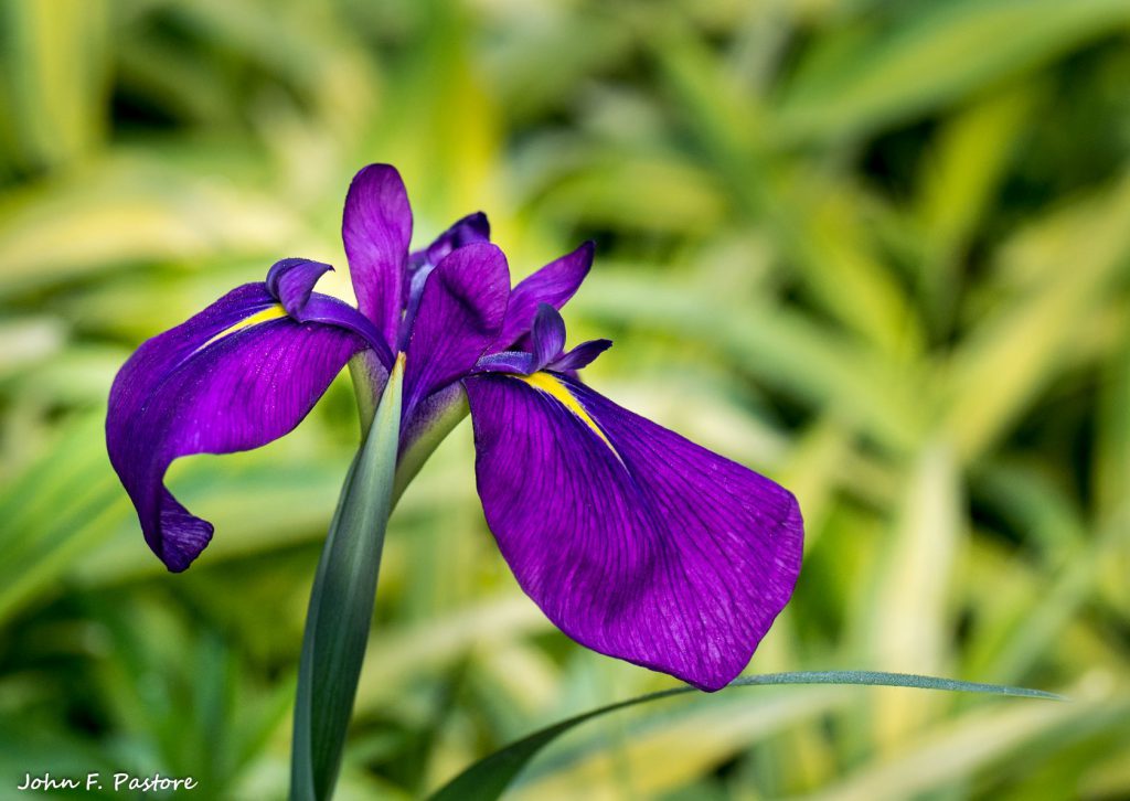 Iris New Jersey Botanical Garden