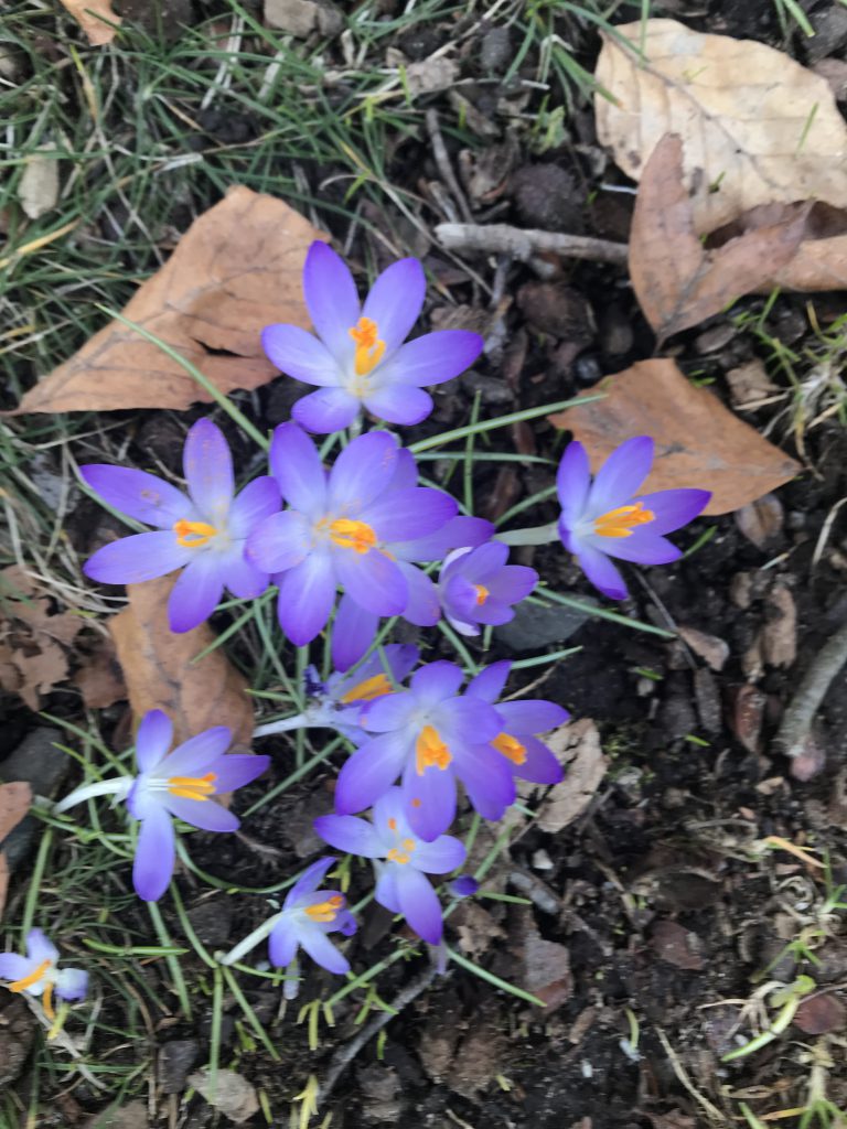 Woodland Crocus New Jersey Botanical Garden