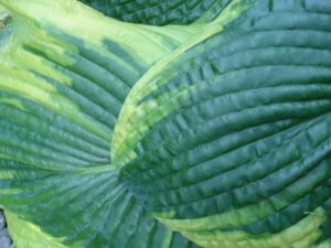 Hosta