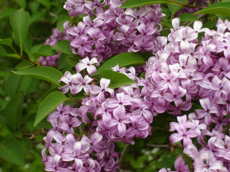 Lilac (close up)