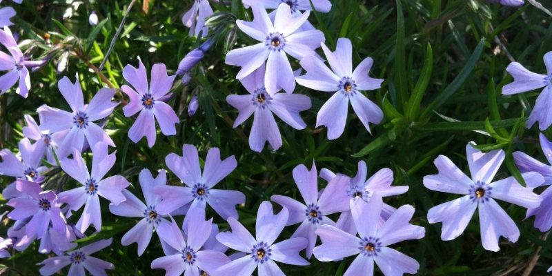 Phlox