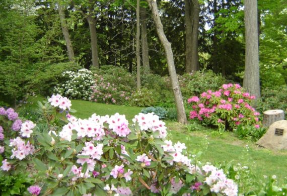 Hosta & Rhododendron Garden