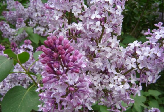 Lilac garden