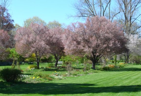 NJBG Perennial Garden