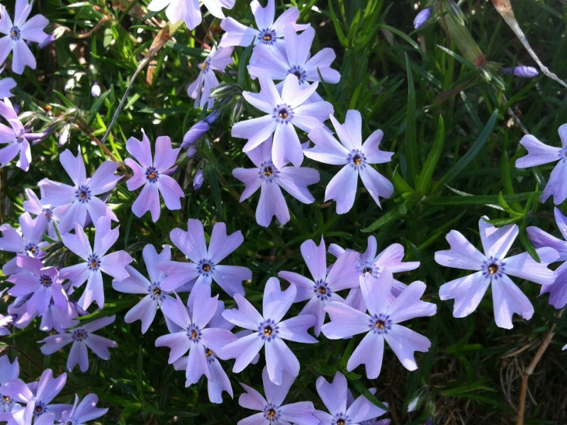 Phlox