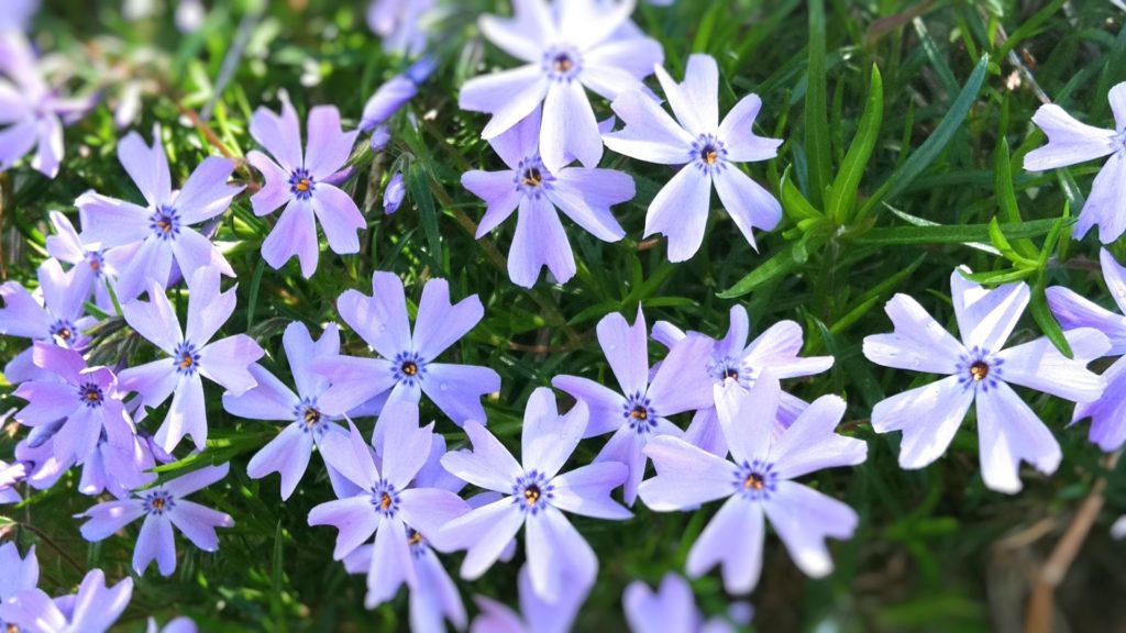 Phlox