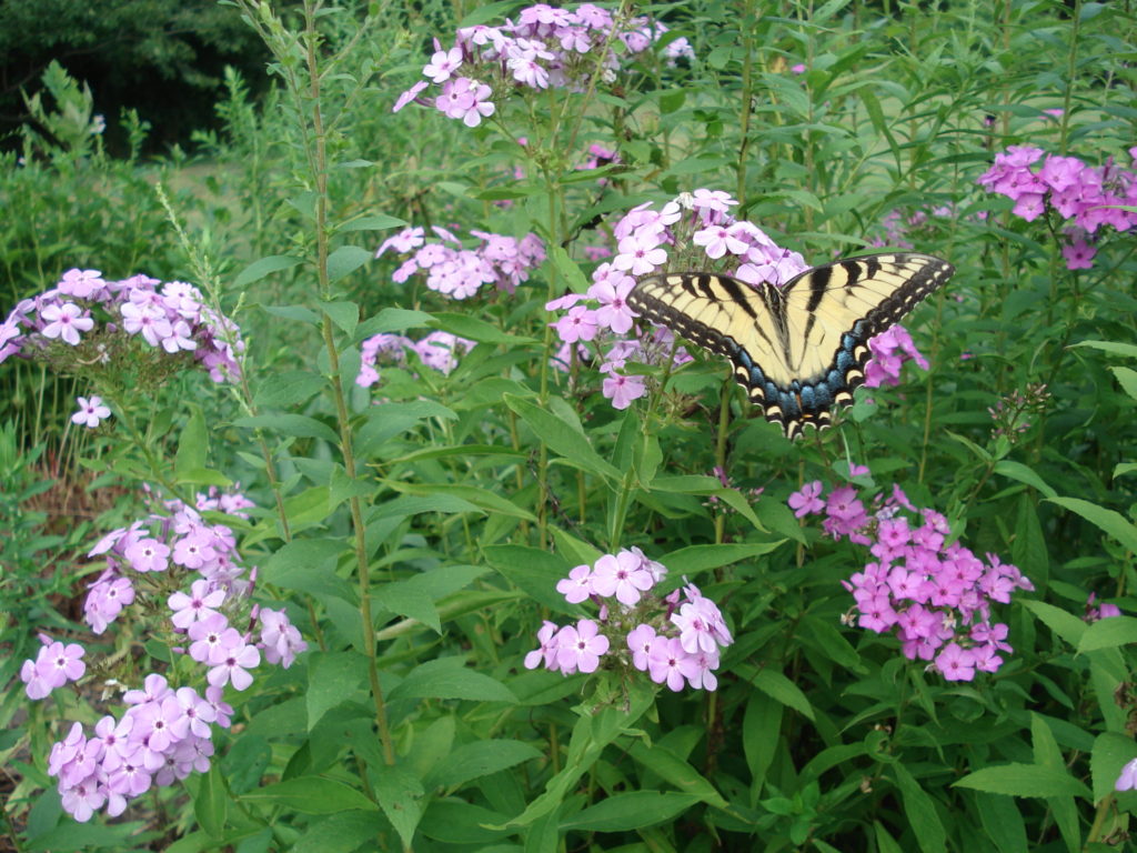 Audobon Butterfly Walk
