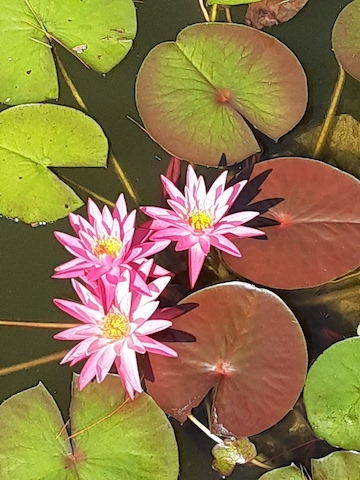 Water Lily