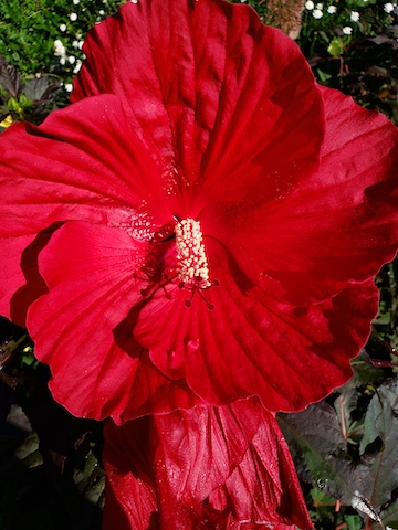 Hardy hibiscus