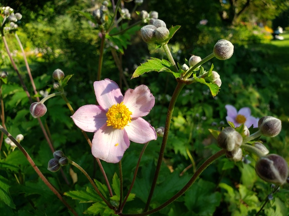 Japanese anemone