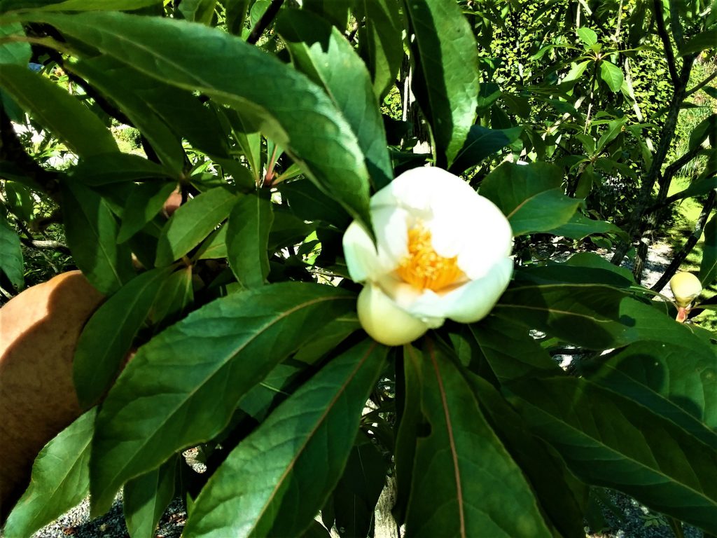 Franklinia Tree flower in the Moraine Garden