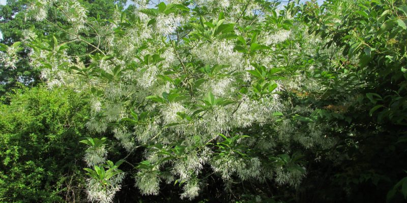 White fringe tree