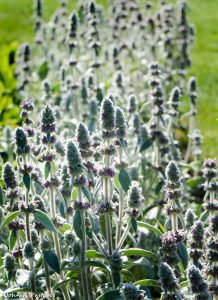 Lamb's Ear