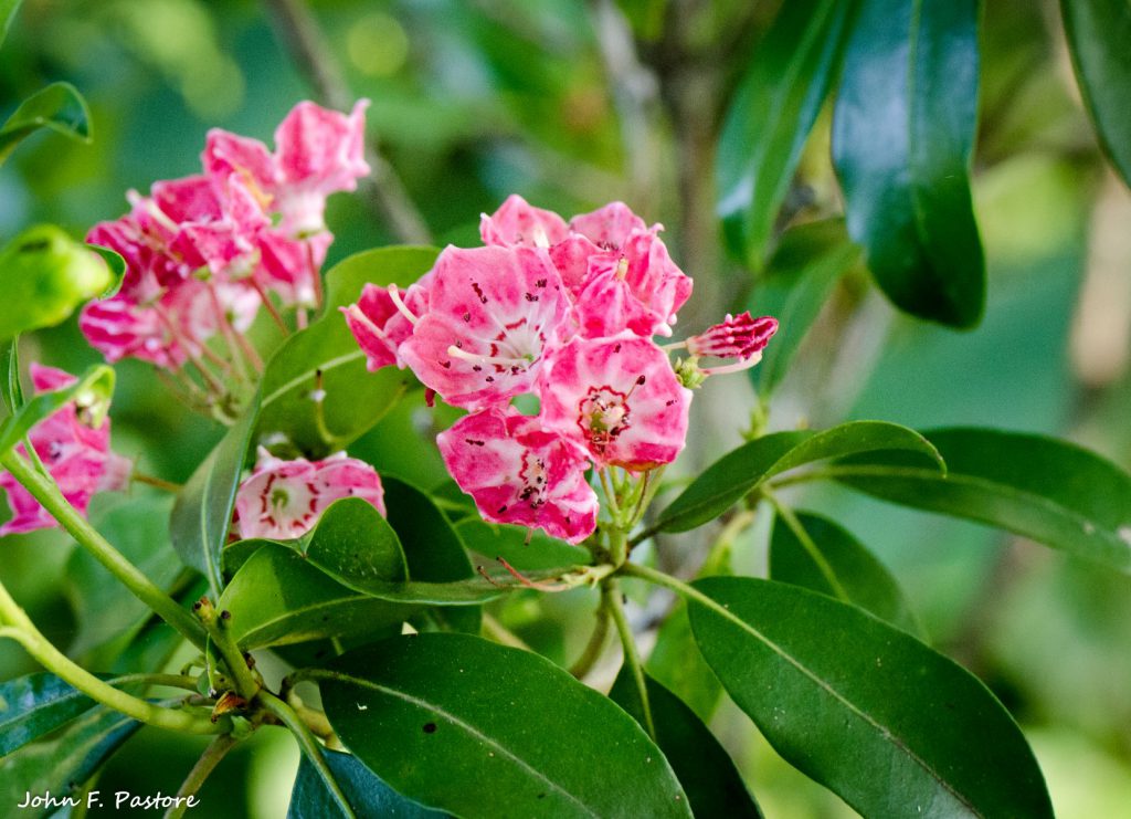 Kalmia latifolia
