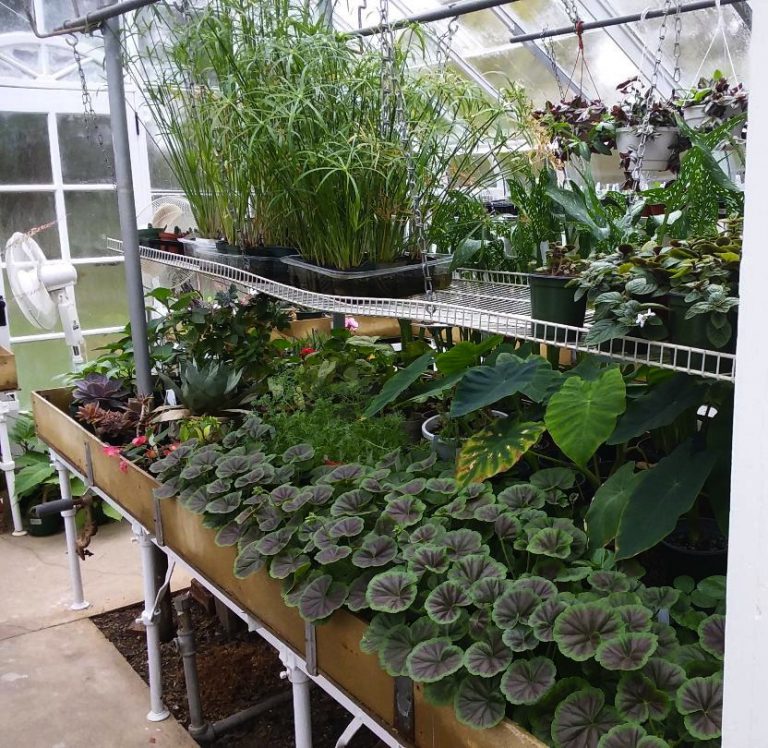 NJBG 2020 Plant Sale New Jersey Botanical Garden