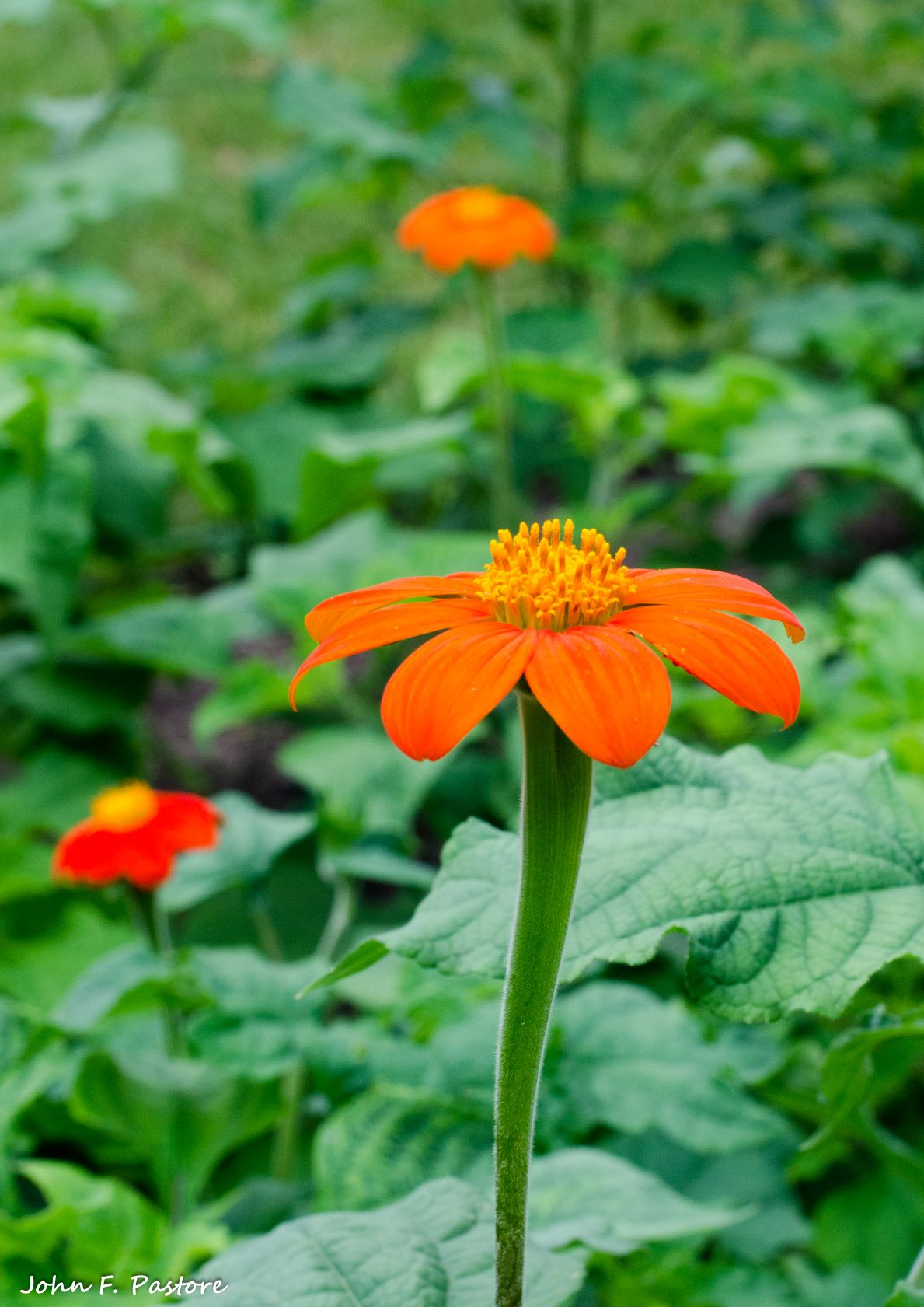 Mexican Sunflower New Jersey Botanical Garden