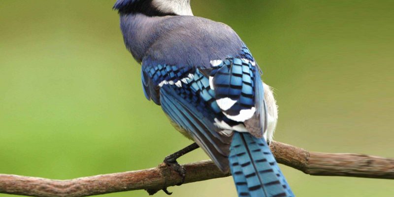Blue Jay
