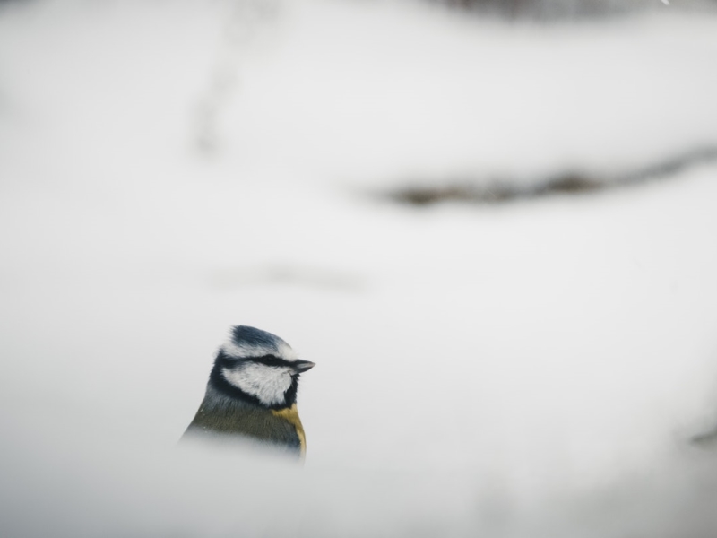 Chickadee