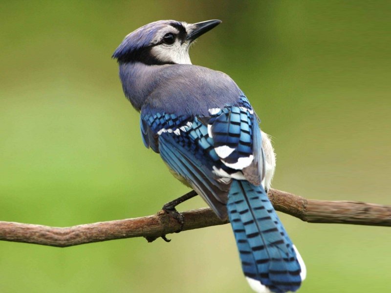 Blue Jay