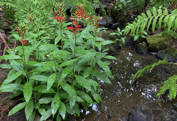 Red Cardinal Flowers
